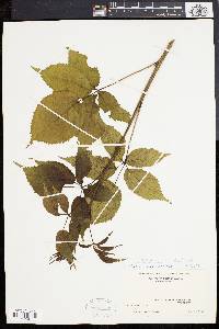 Rubus canadensis image