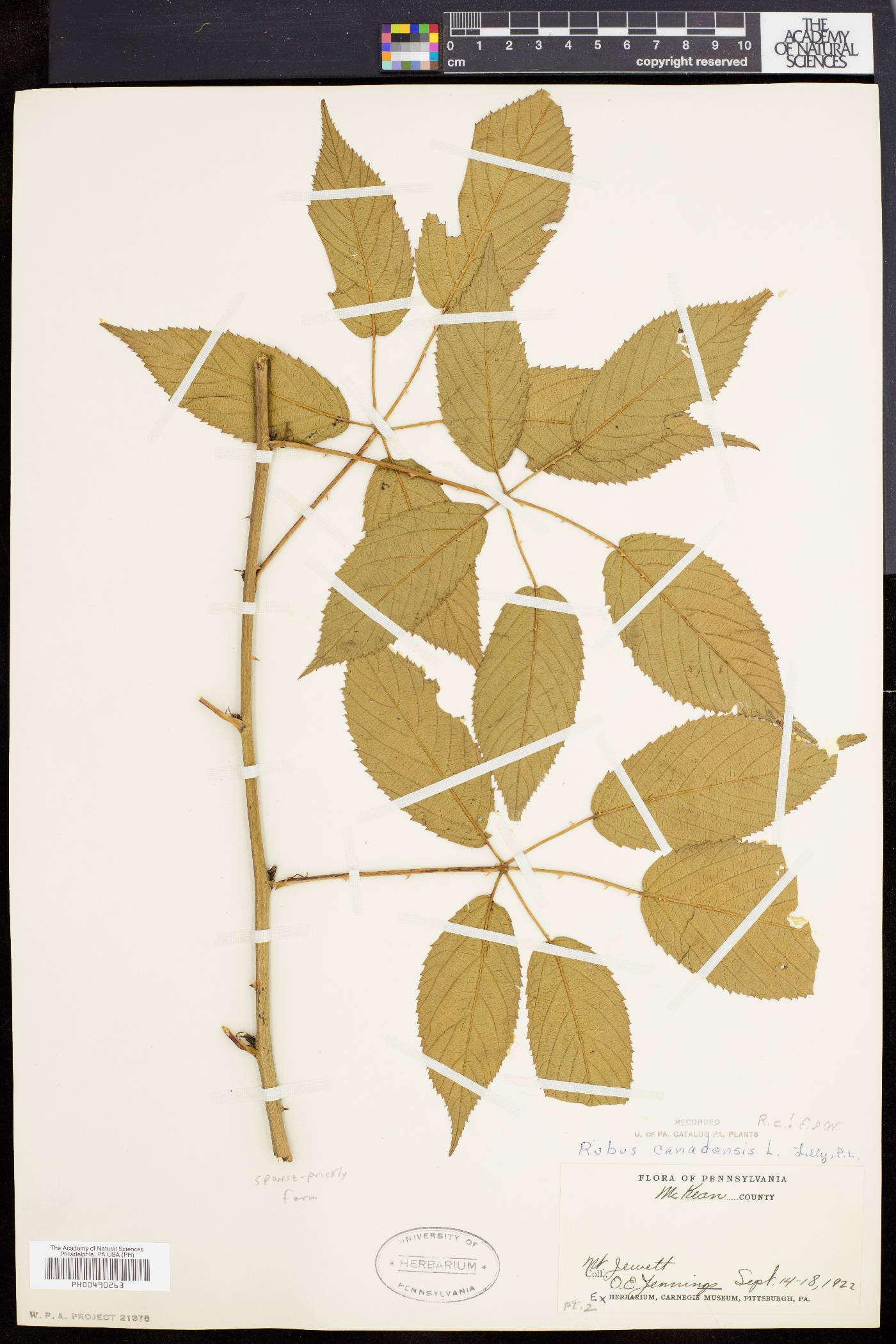 Rubus canadensis image