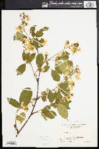 Rubus canadensis image