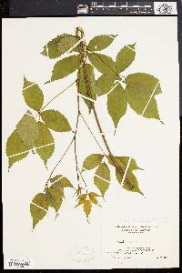 Rubus canadensis image