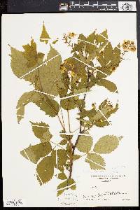 Rubus canadensis image