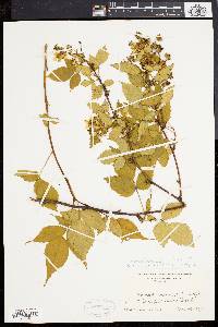 Rubus canadensis image