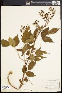 Rubus canadensis image