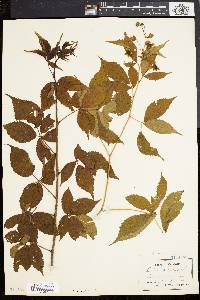 Rubus canadensis image