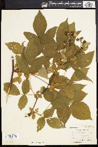 Rubus canadensis image