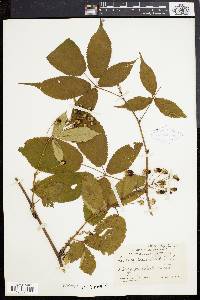 Rubus canadensis image