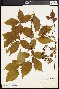 Rubus canadensis image