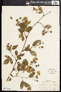 Rubus canadensis image