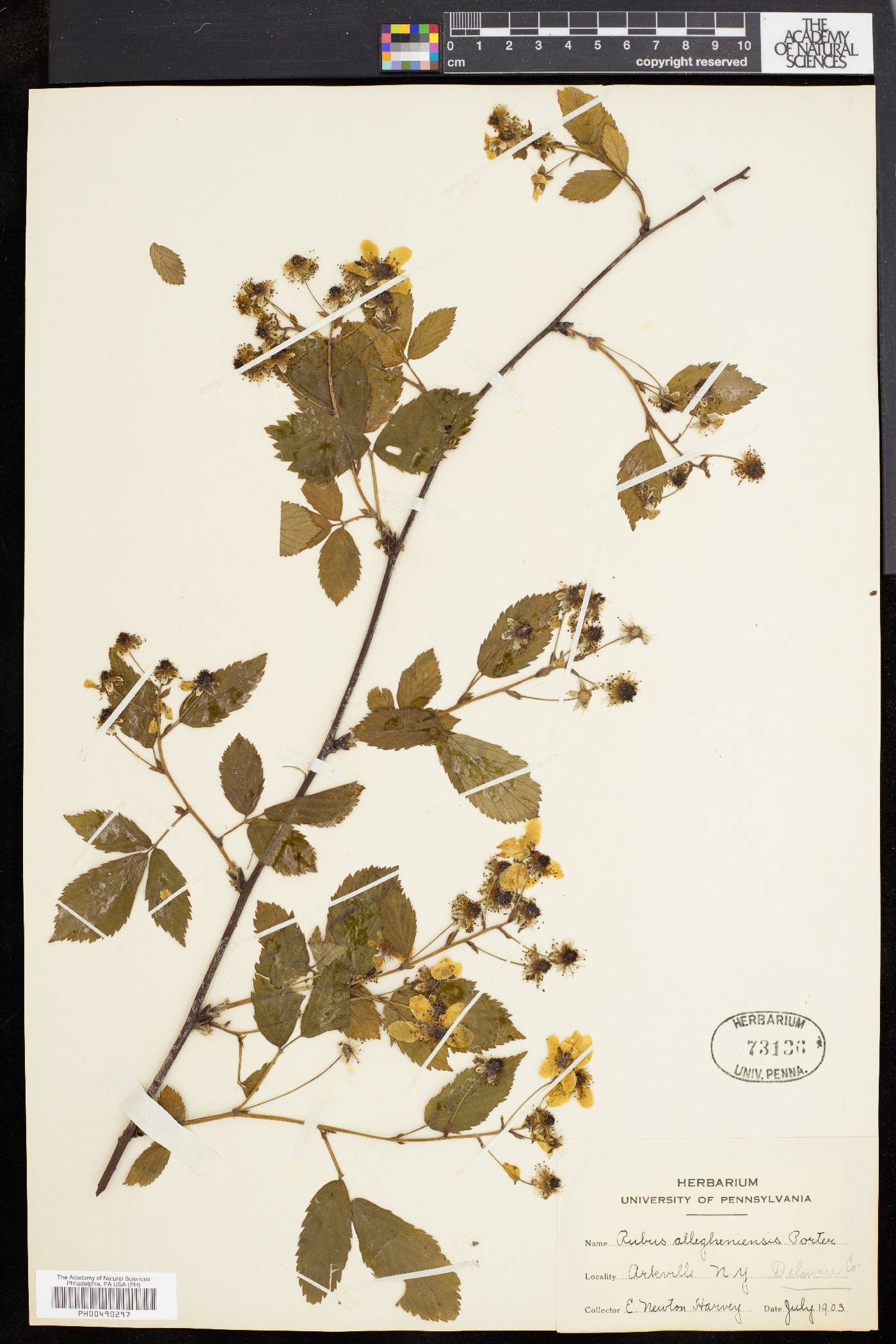 Rubus canadensis image