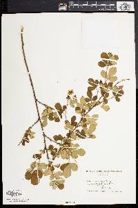 Rubus cuneifolius image