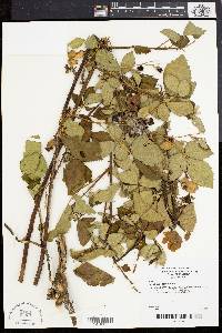 Rubus cuneifolius image