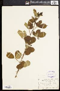 Rubus cuneifolius image