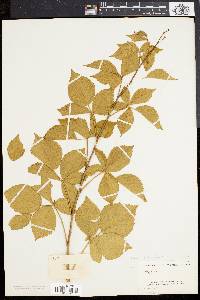 Rubus depavitus image