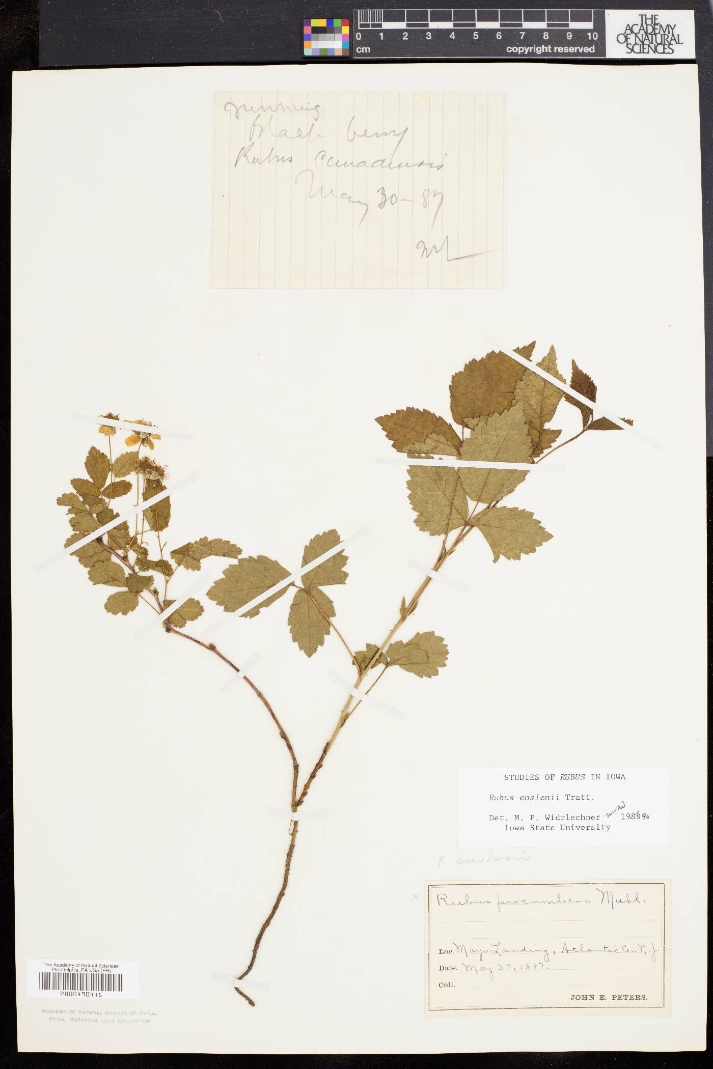 Rubus enslenii image