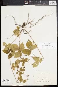 Rubus enslenii image