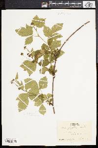 Rubus flagellaris image