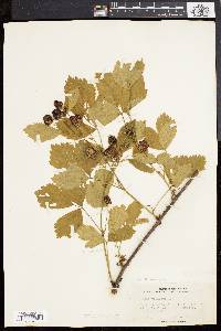 Rubus flagellaris image