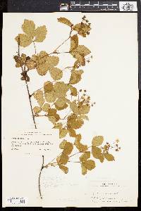 Rubus flagellaris image