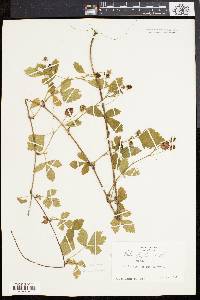 Rubus flagellaris image