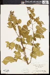 Rubus flagellaris image