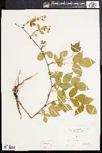 Rubus flagellaris image