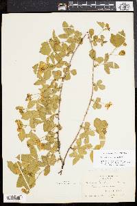 Rubus flagellaris image