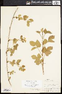 Rubus flagellaris image