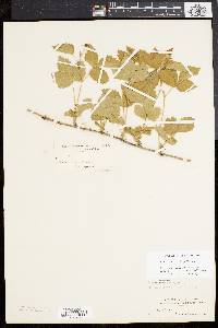 Rubus flagellaris image