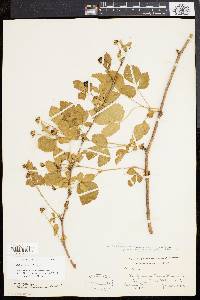 Rubus flagellaris image