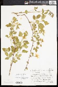 Rubus flagellaris image