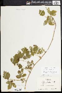 Rubus flagellaris image