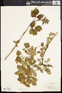 Rubus flagellaris image