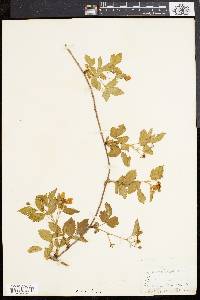 Rubus flagellaris image