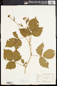 Rubus flagellaris image