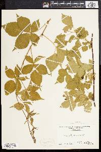 Rubus flagellaris image