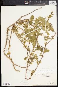 Rubus flagellaris image