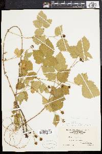 Rubus flagellaris image