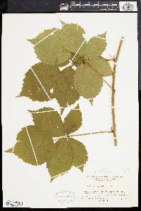 Rubus flagellaris image