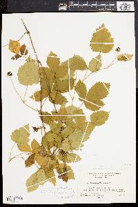 Rubus flagellaris image