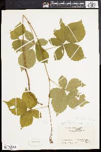 Rubus flagellaris image