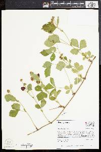 Rubus flagellaris image