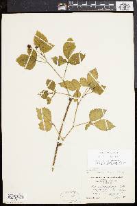 Rubus flagellaris image