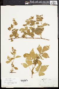 Rubus flagellaris image