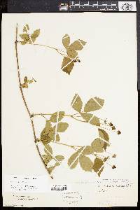Rubus flagellaris image