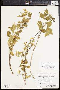 Rubus flagellaris image