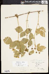 Rubus flagellaris image