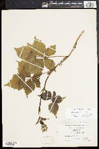 Rubus flagellaris image