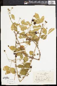 Rubus flagellaris image