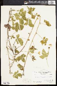 Rubus flagellaris image