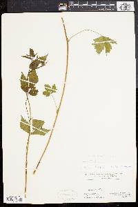 Rubus flagellaris image